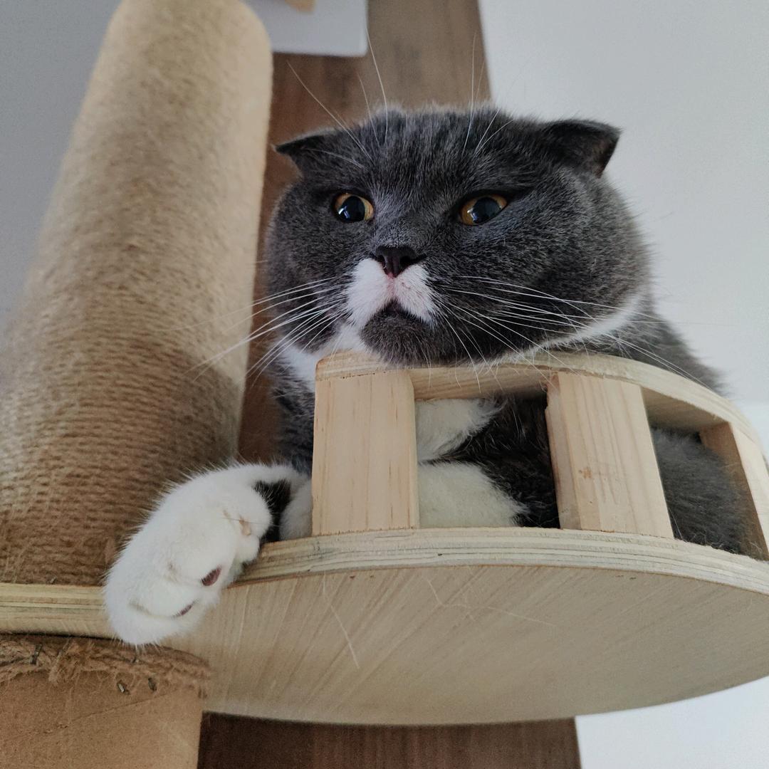爱撸猫的丁教练