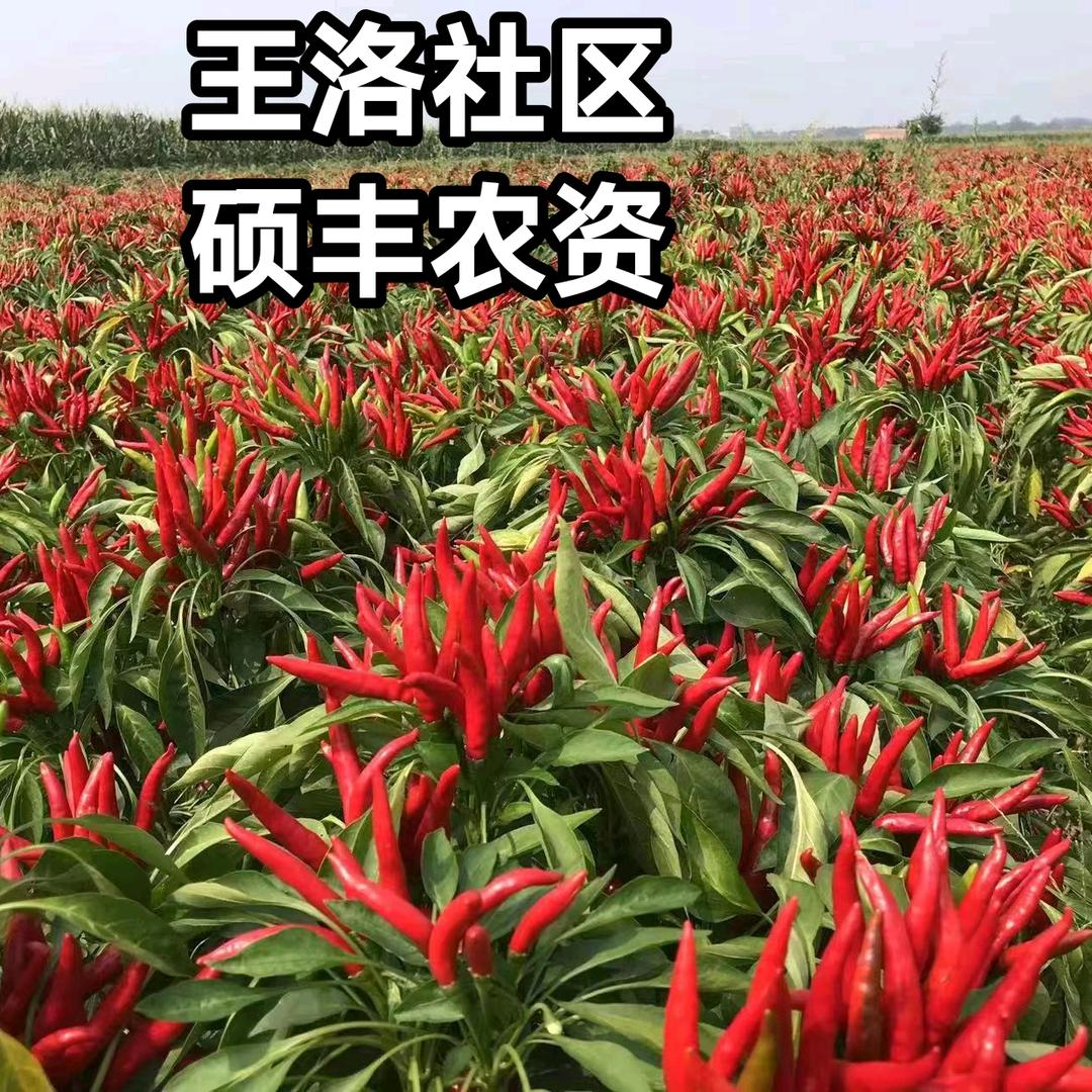 王洛丰硕农资真真