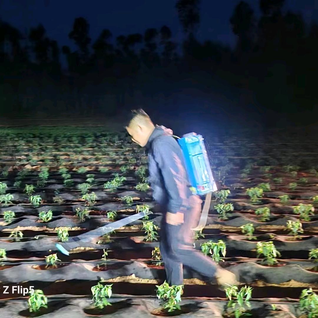 景谷最美烤烟🍁刘江