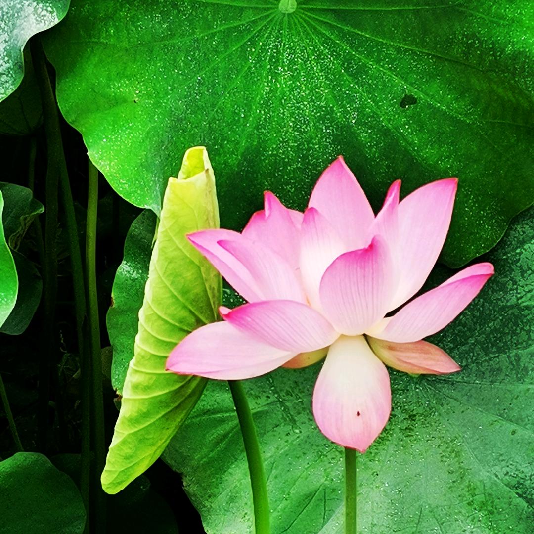 知秋
