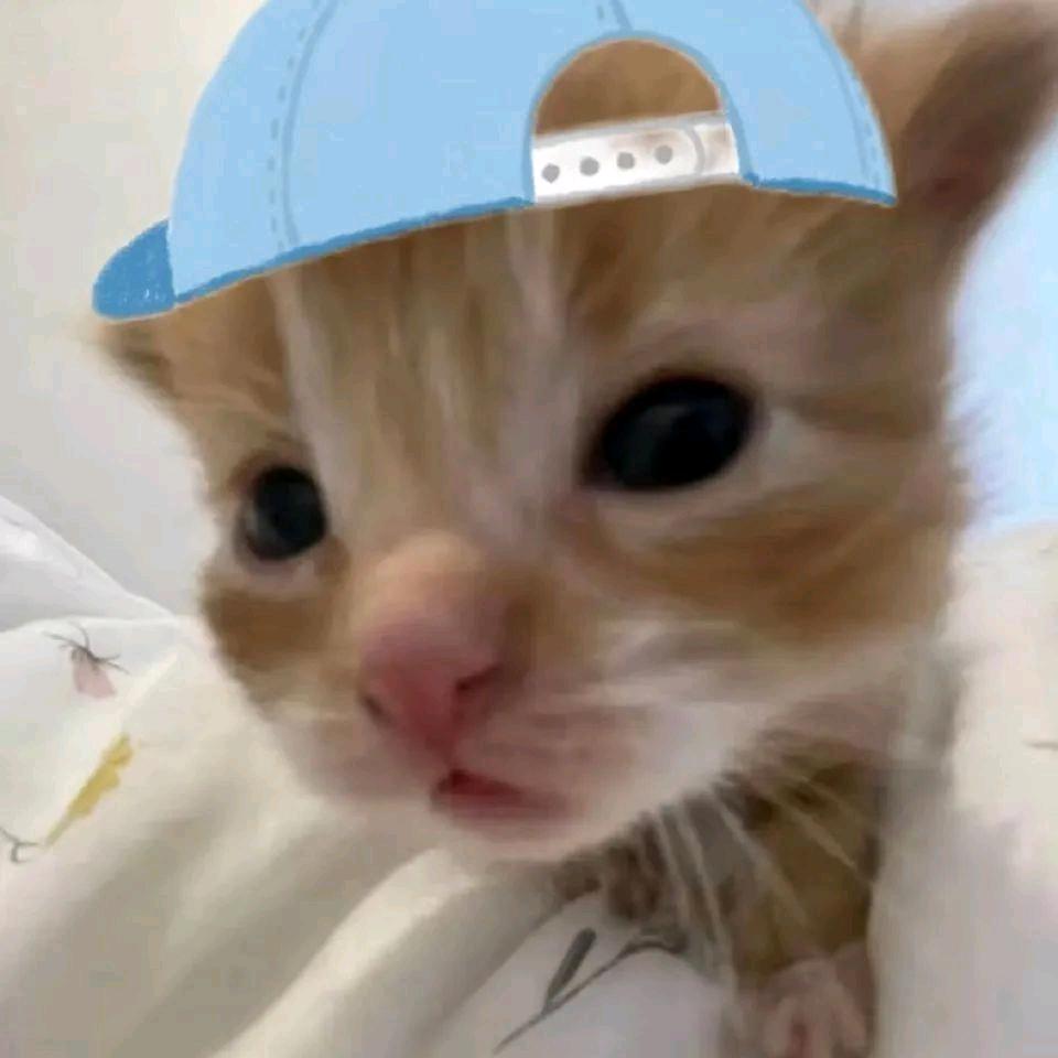 Cheems 柴胡