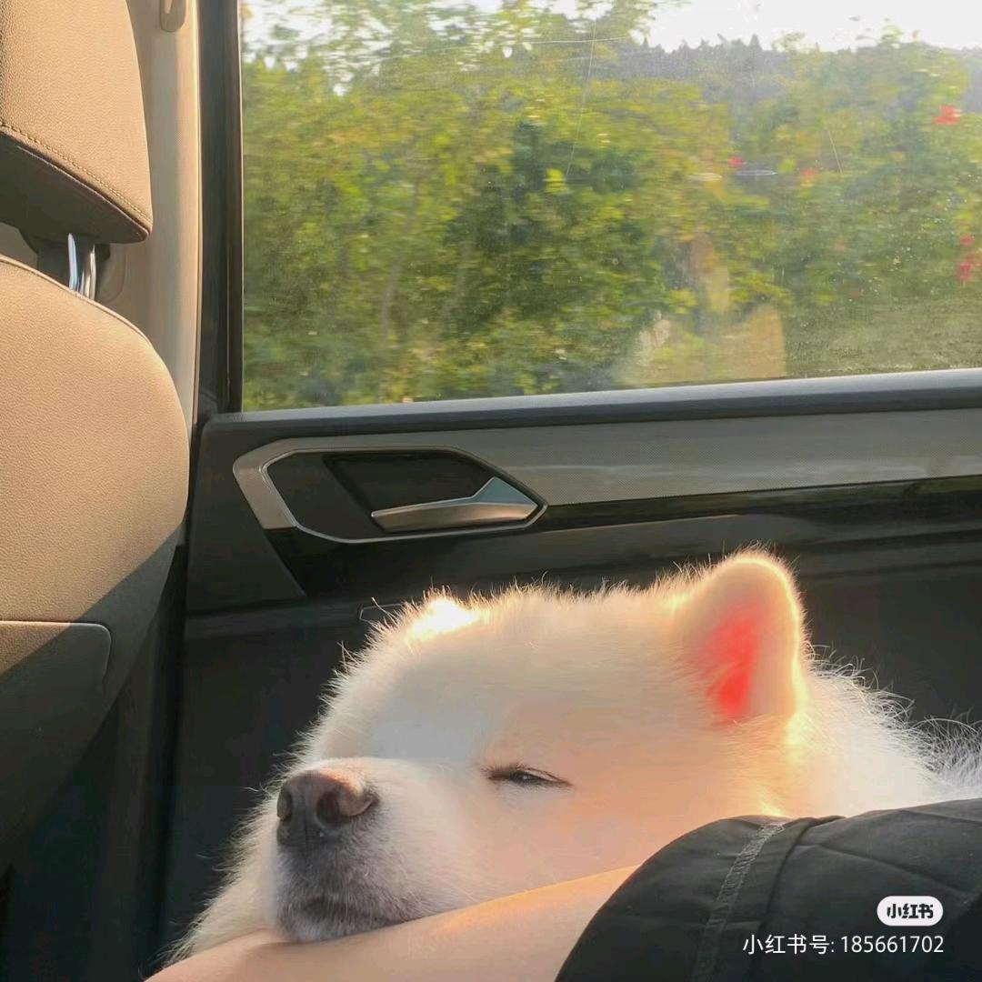 栀子