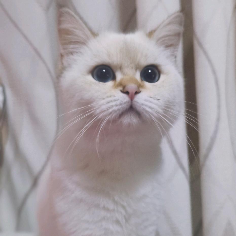 慧竹兰心