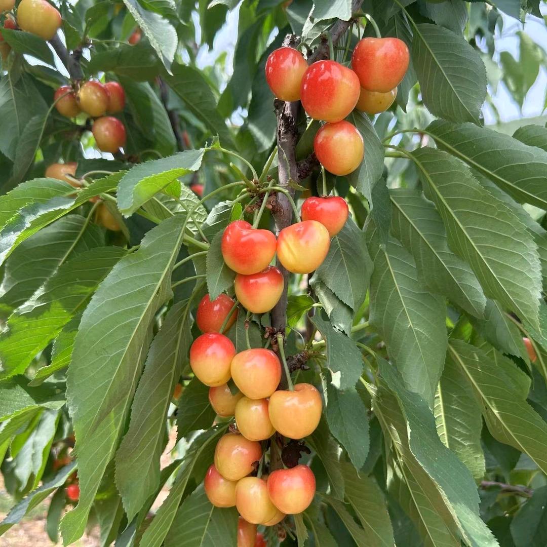 荣誉樱桃树苗基地