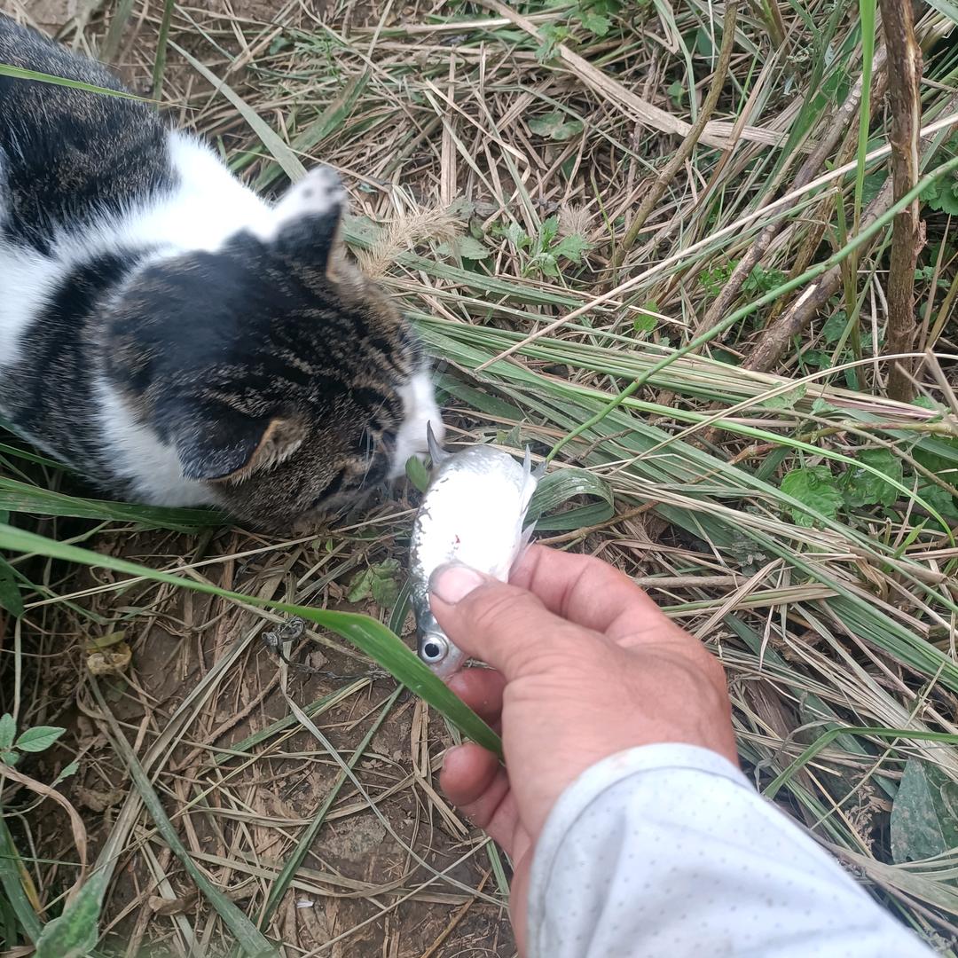 爱钓鱼的小木匠