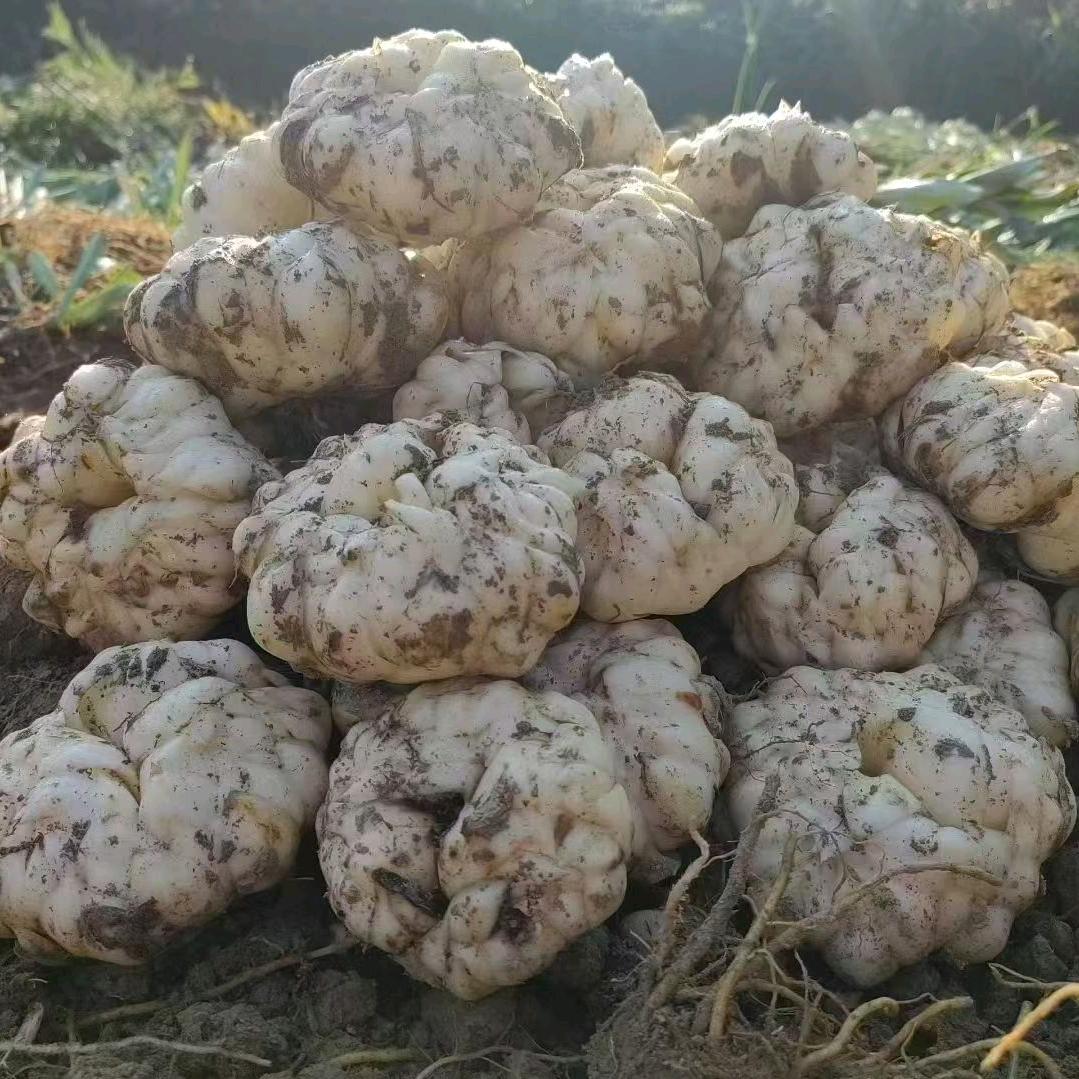 🍀🌈隆回龙牙百合育苗基地