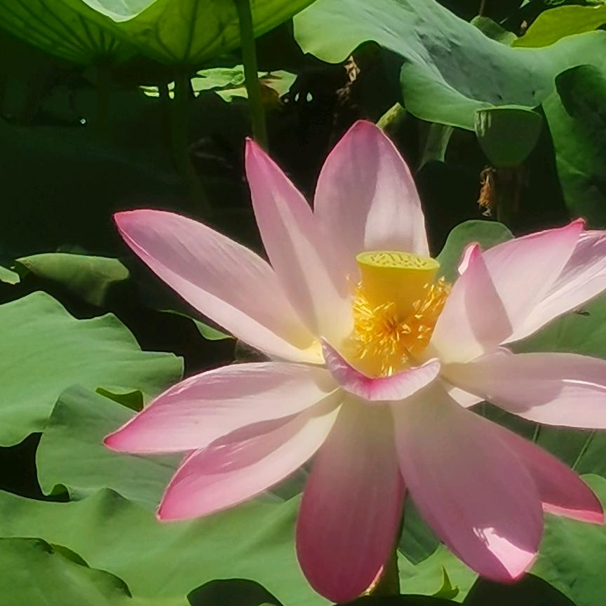 三生三世十里桃花