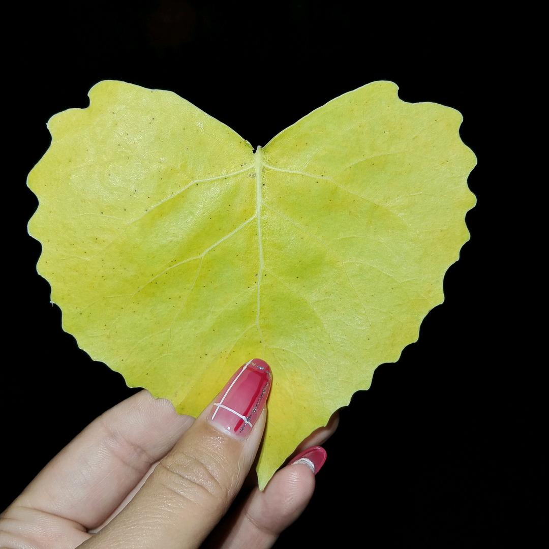 富婆上线🌹🌹🌹