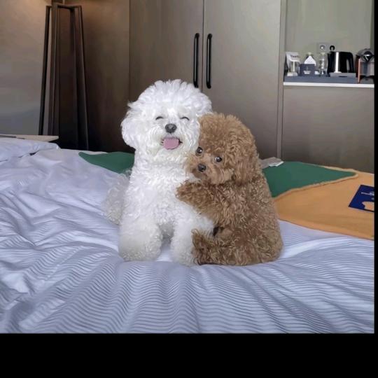 桑榆