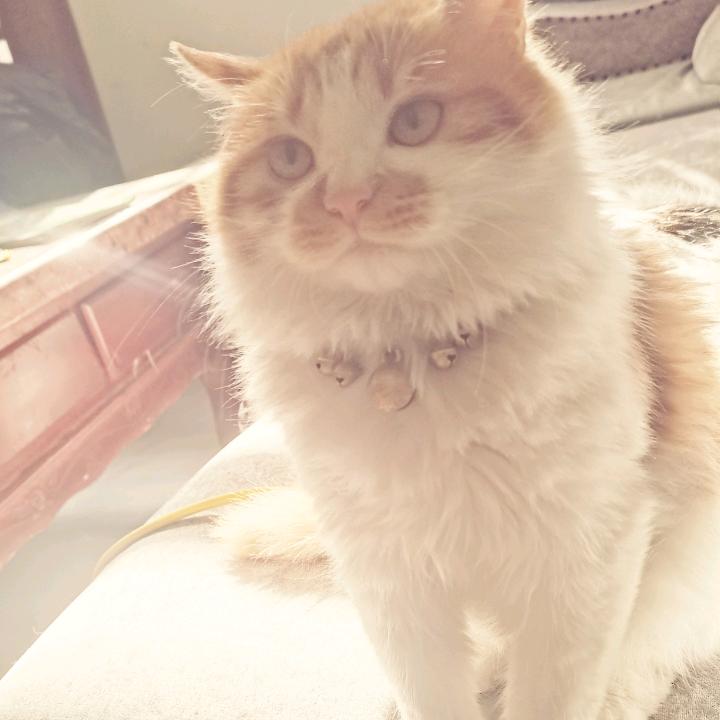 咪宝