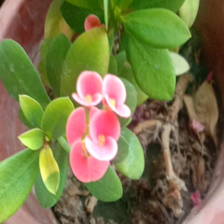 我与往事归于尽，今年依旧迎花开！