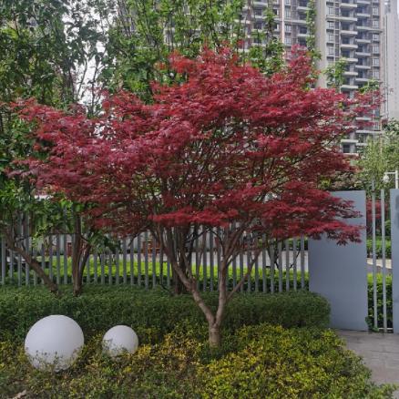 山西省西建建筑公司劳务队