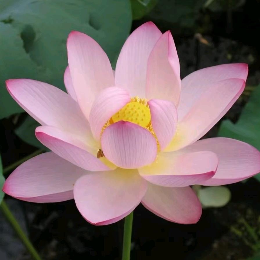 🌸