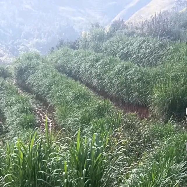 吉祥三宝