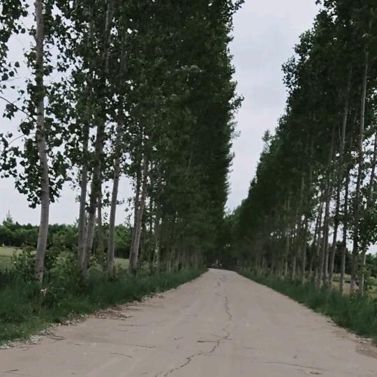 如梦一场