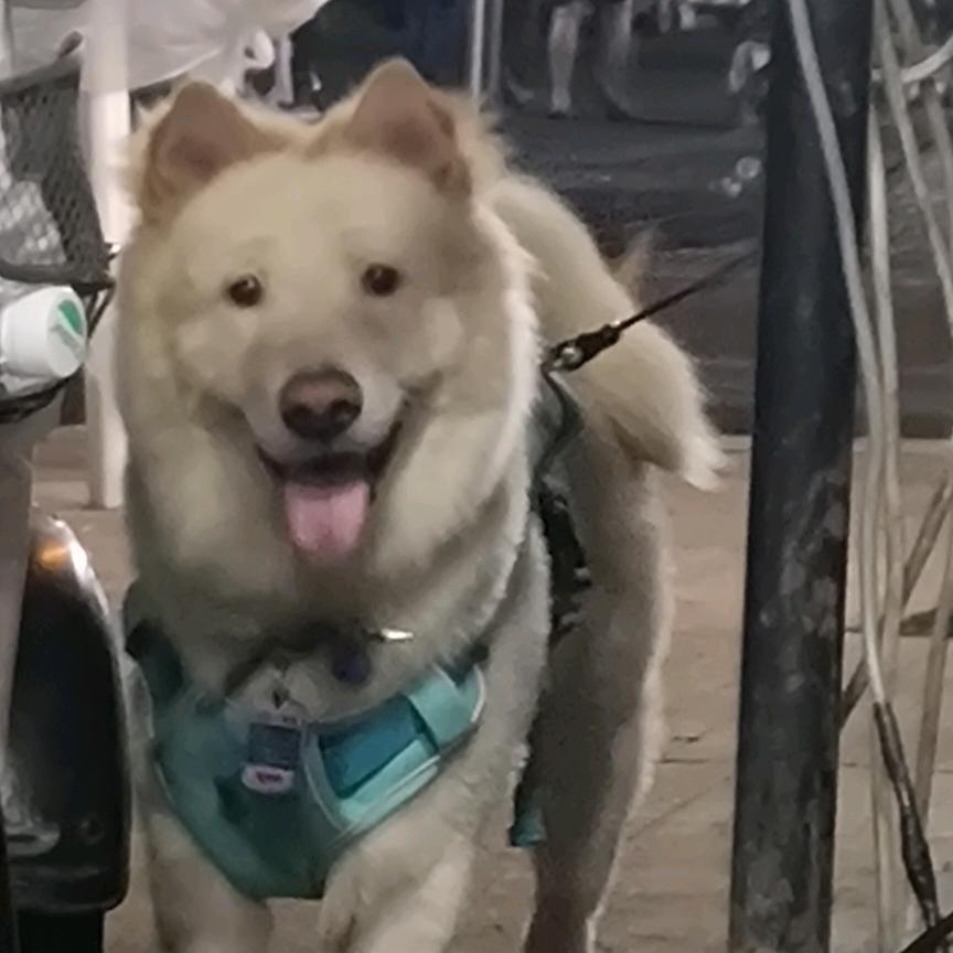 特立独行的妖