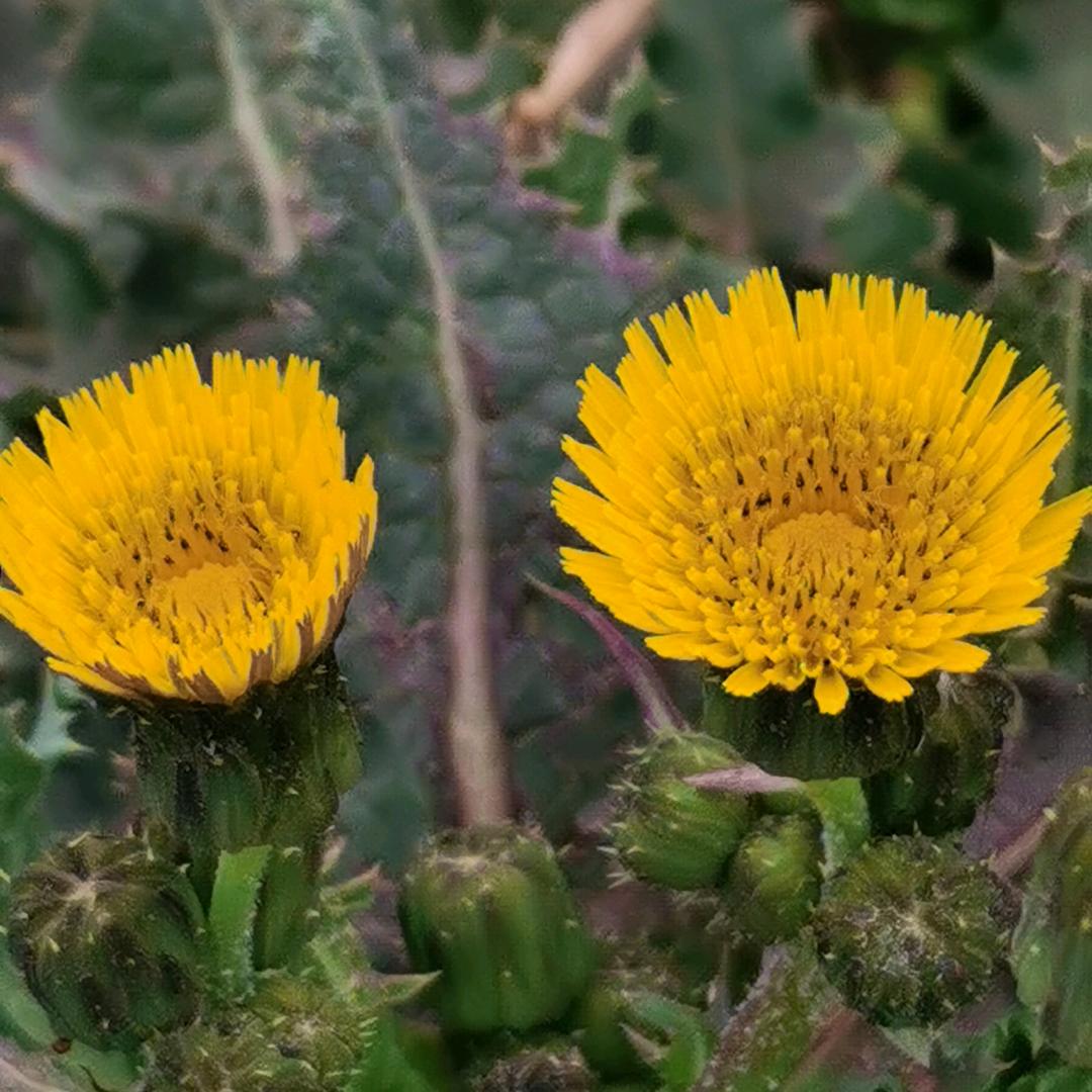 玫瑰花茶