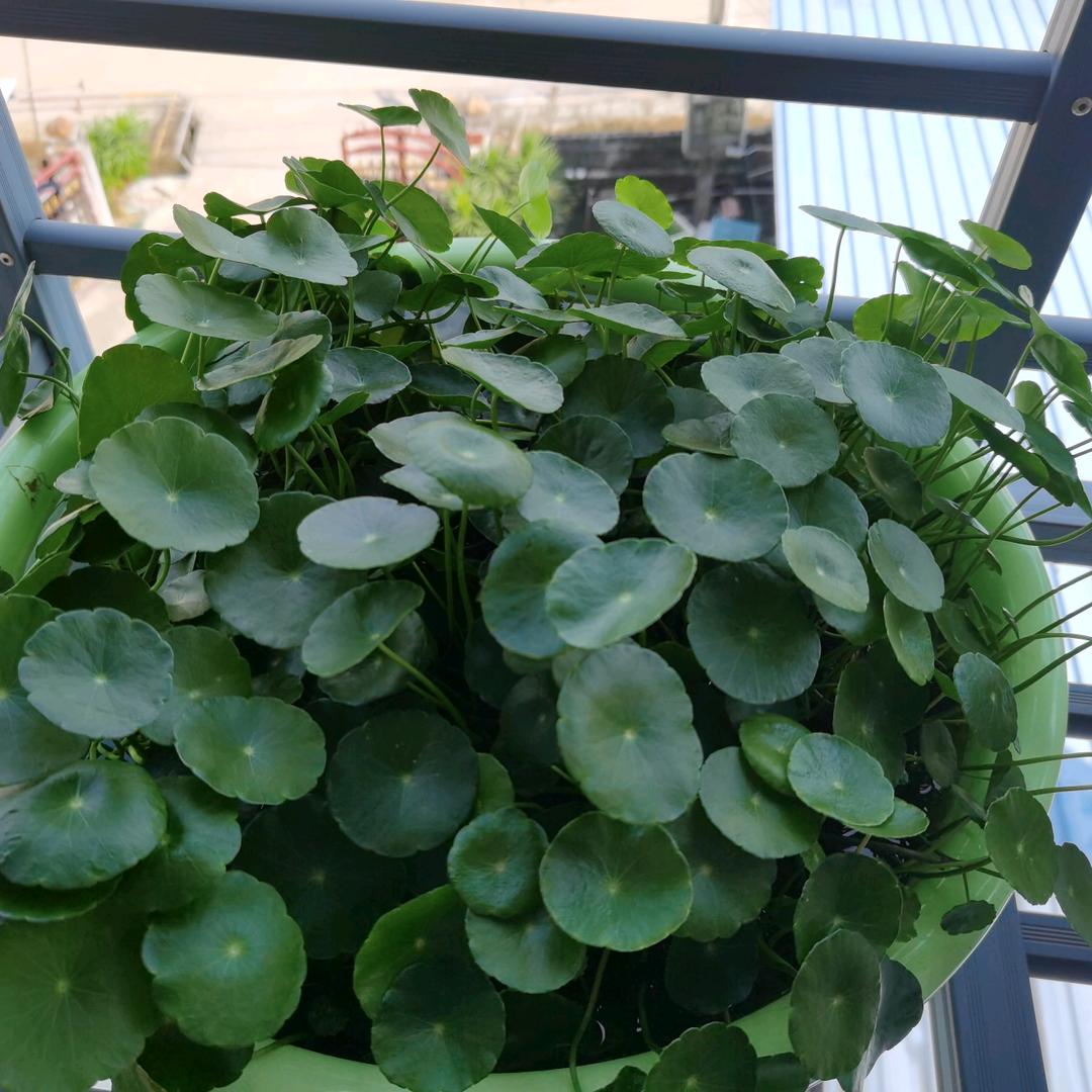 铜钱草