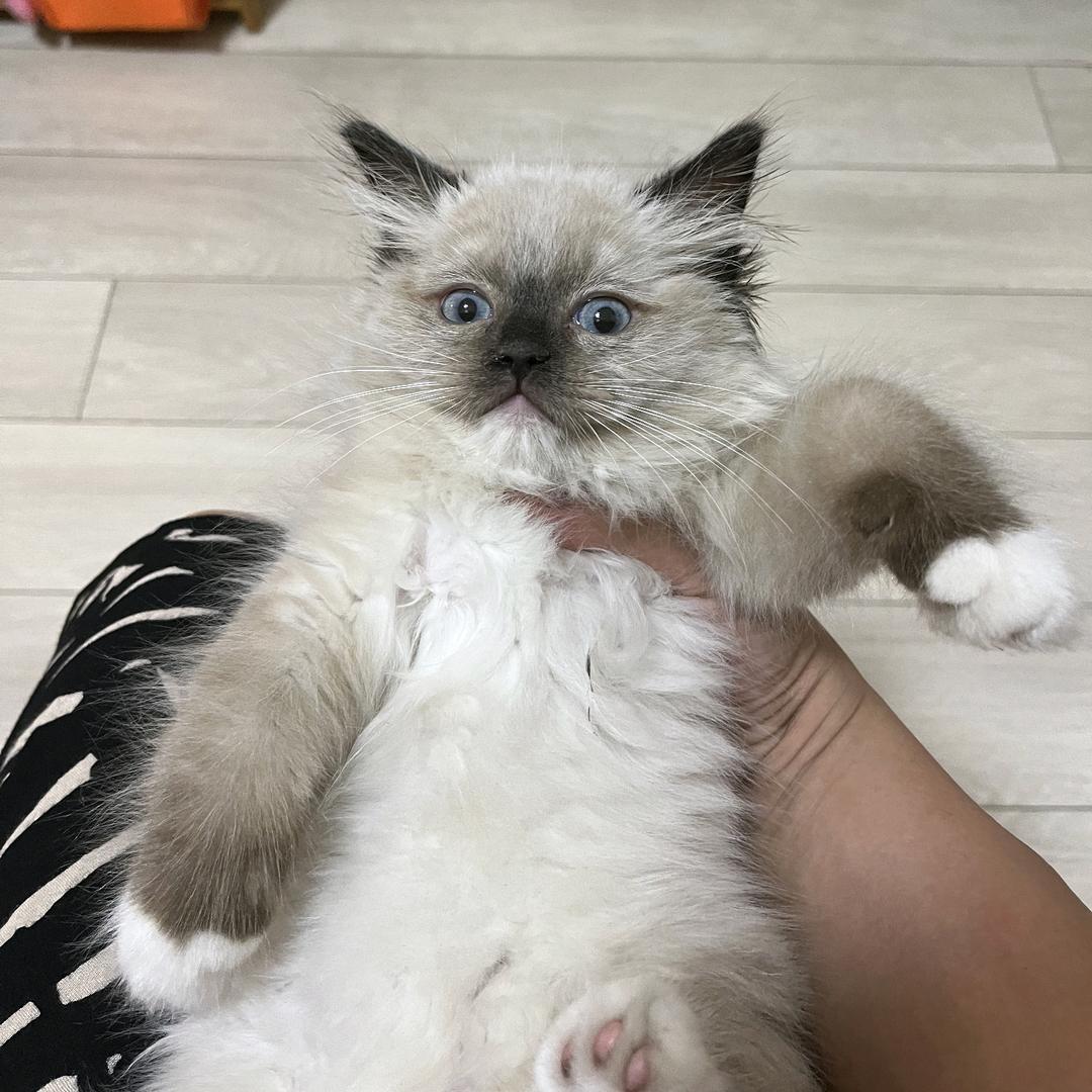 大嘴肥猫