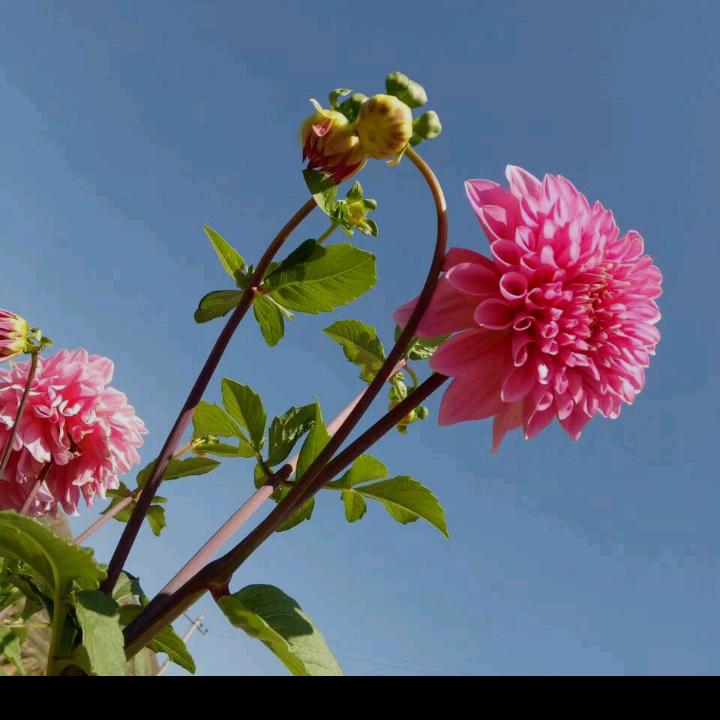 乔城