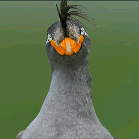 灰豆纯绿（三角洲行动）