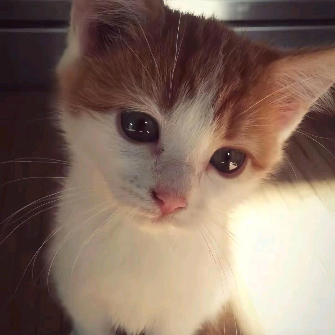 绯