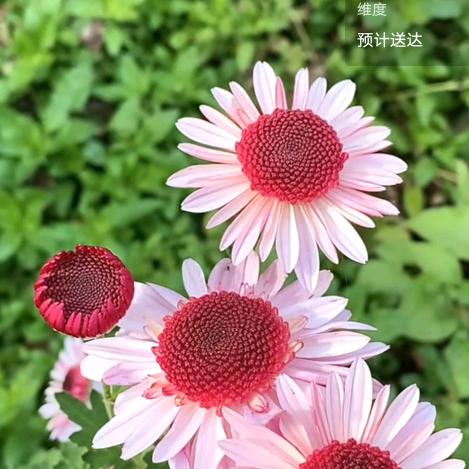 静待花开🌸(田园刘娟授权)