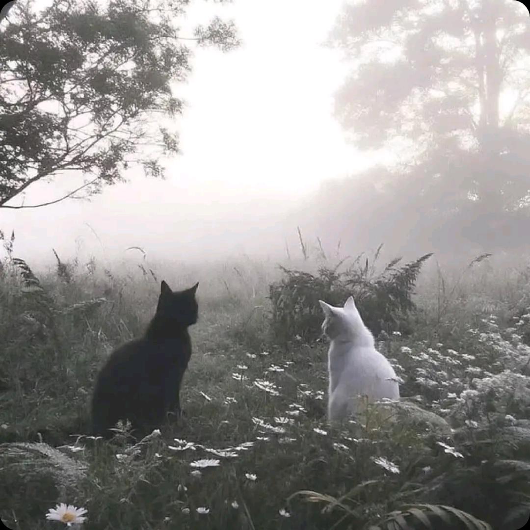 猫猫
