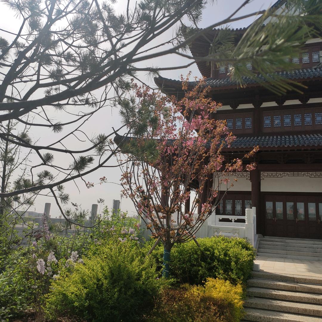 梦之缘