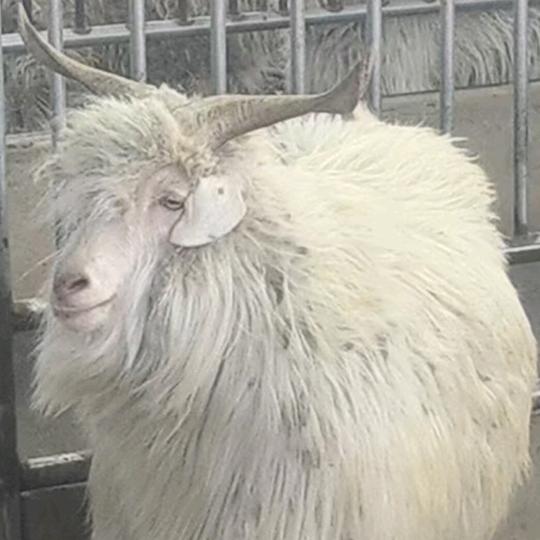 横山，养殖绒山羊，小白，