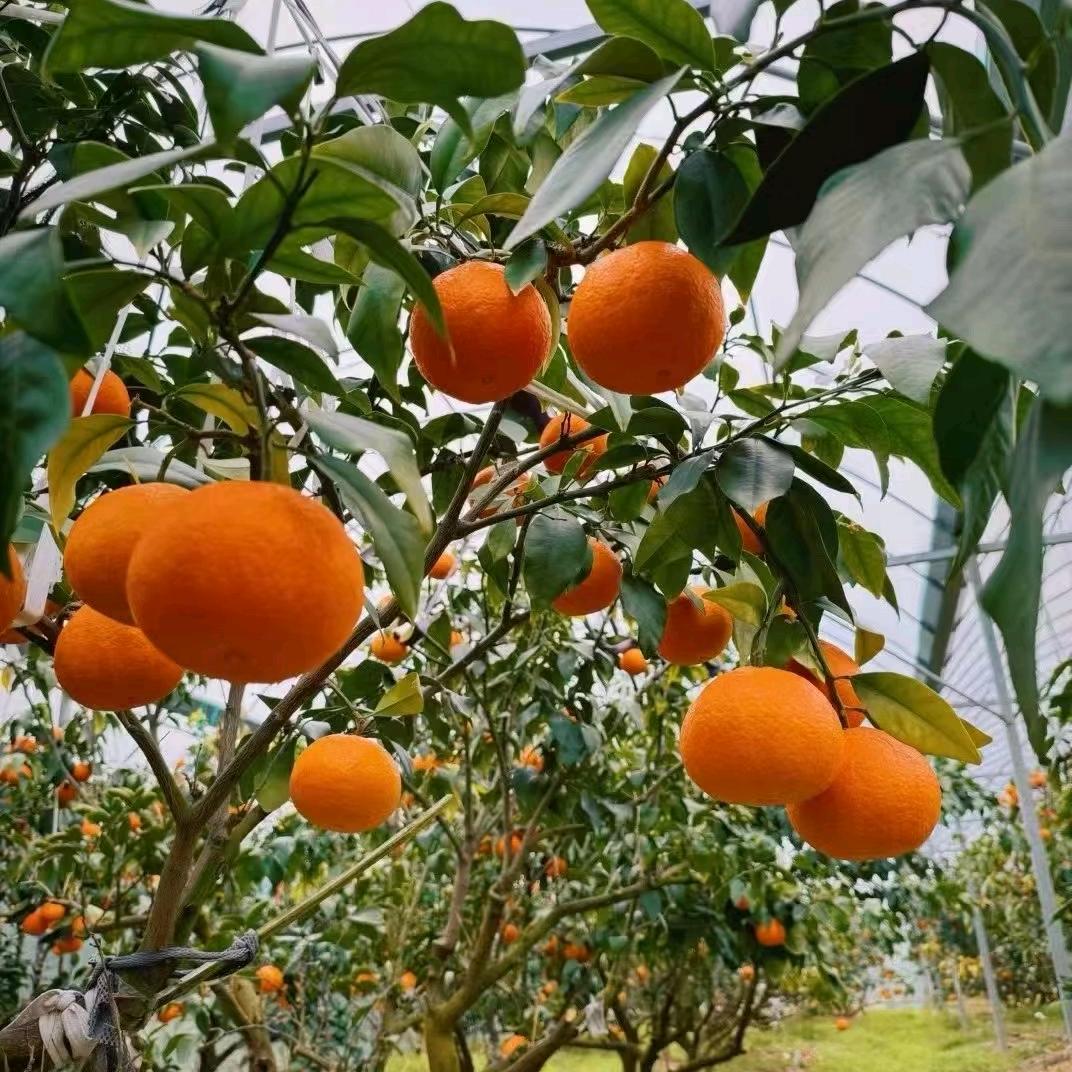 比那多鲜果江北