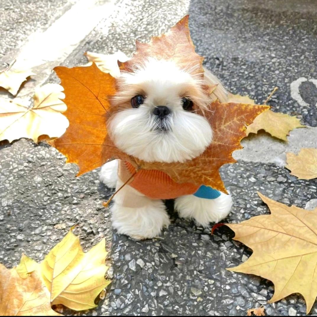 🧼黄油麻薯𓈒◌𓂂