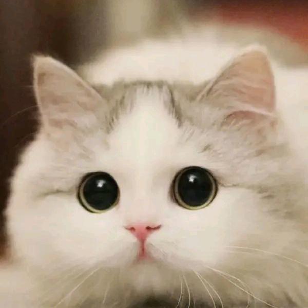 55福🐱