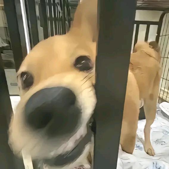 柠檬味的柠檬