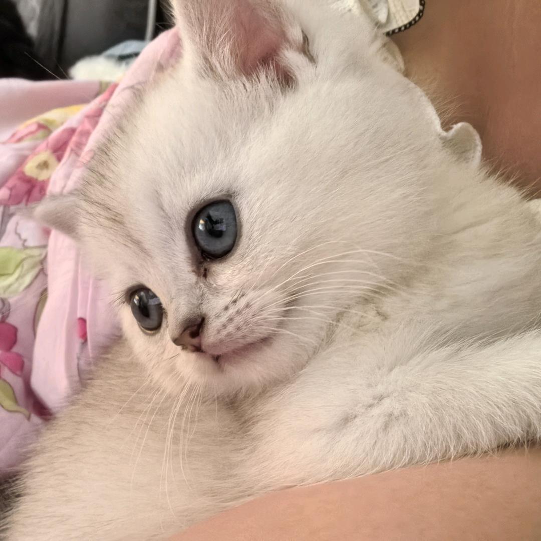 点点是猫弟弟