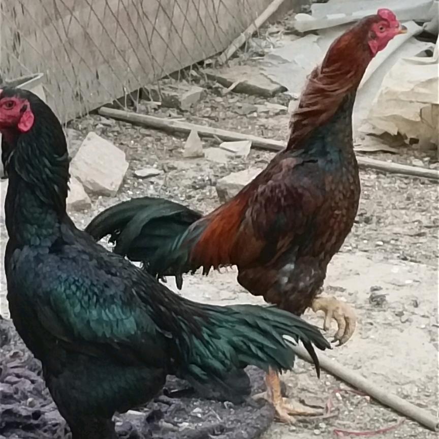 好运到我家