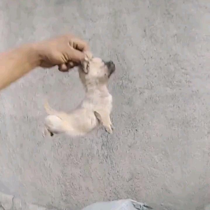 小儿麻痹也要考研