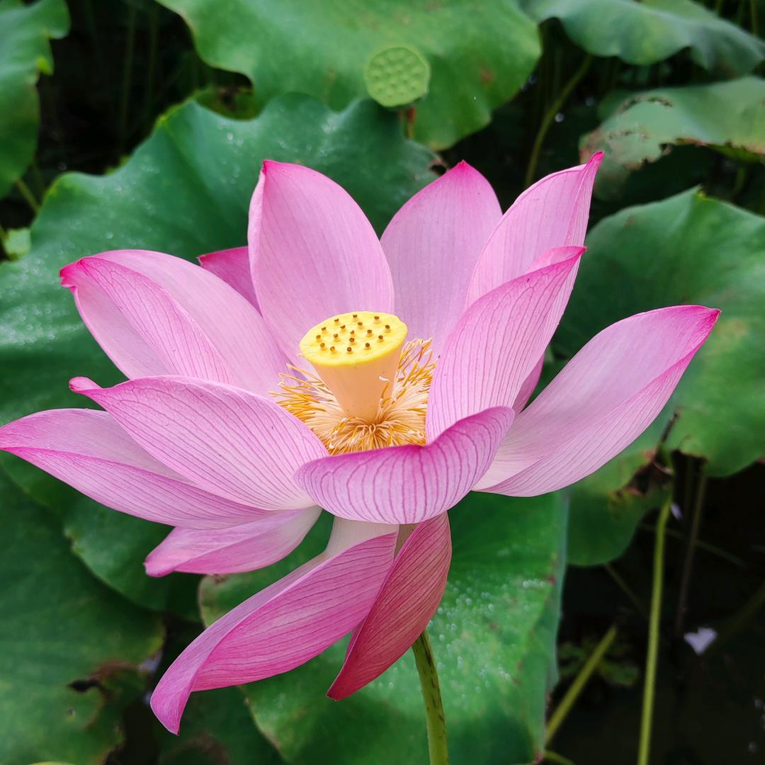 珍珠2
