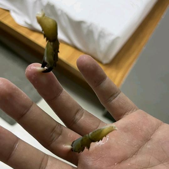 飞鸿寄月