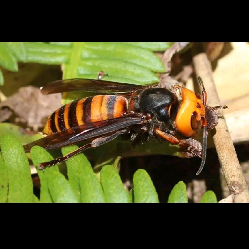 塘湾蜂姐！虎头蜂泡酒