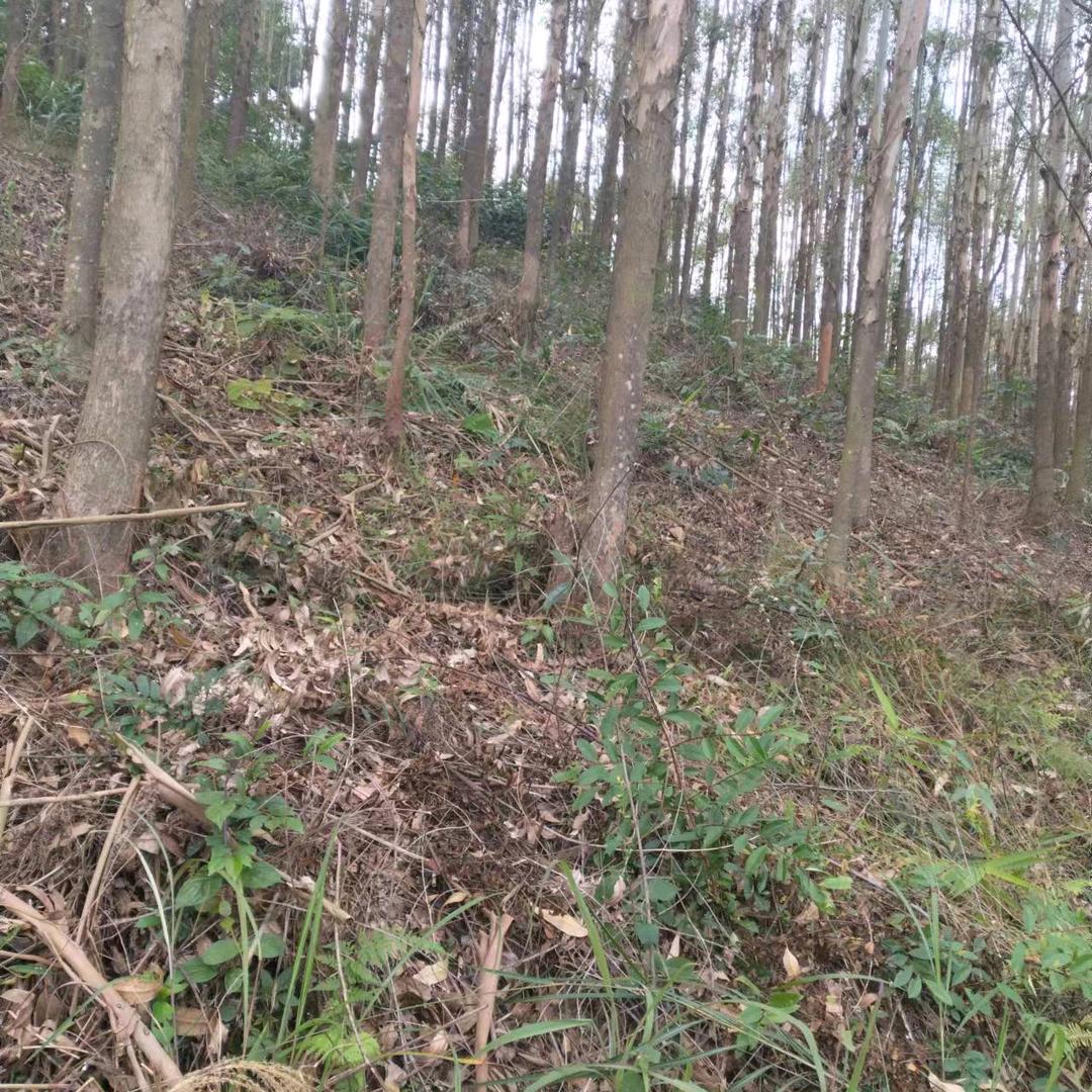 小李
