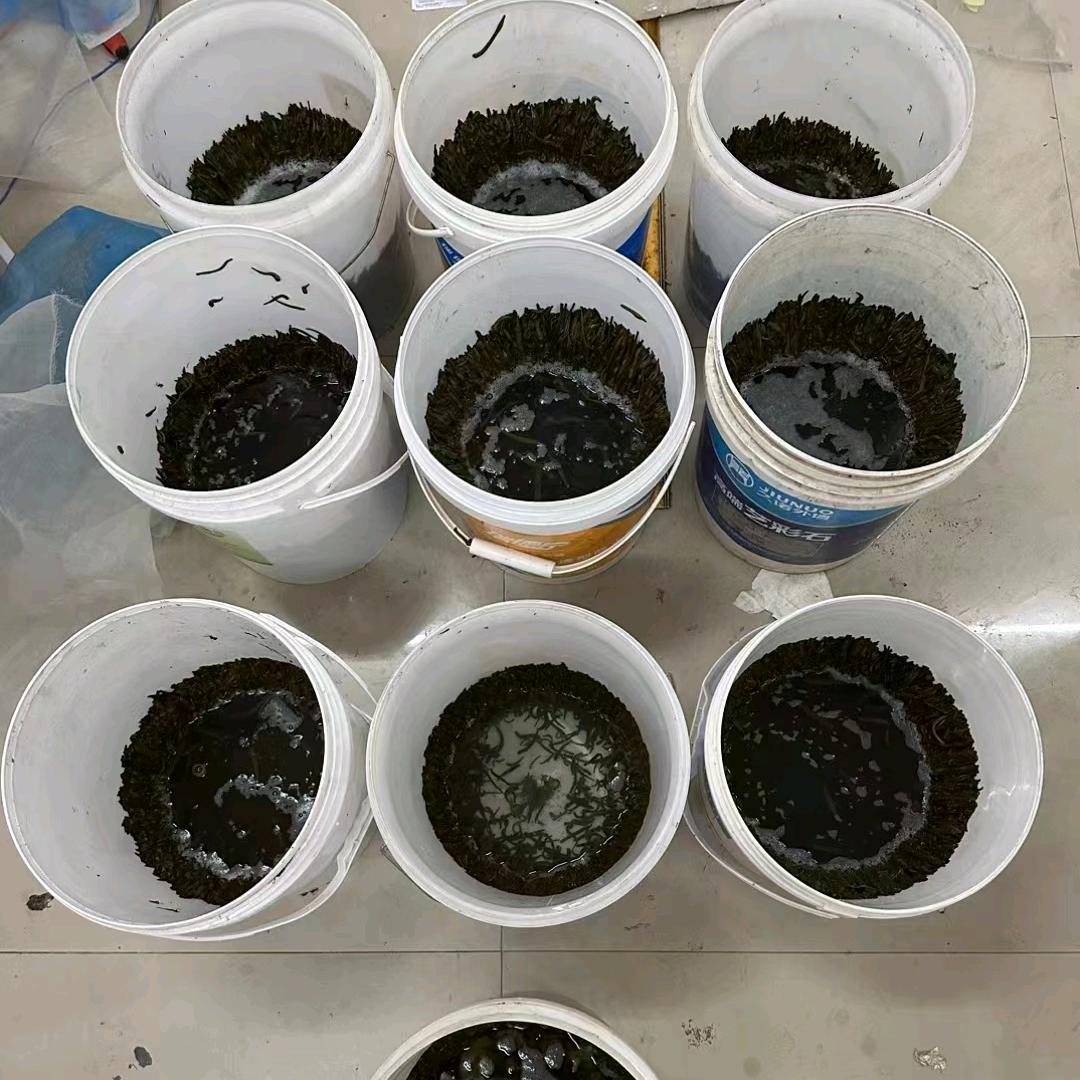 @小彭户外三农收蚂蝗     音之雪商贸