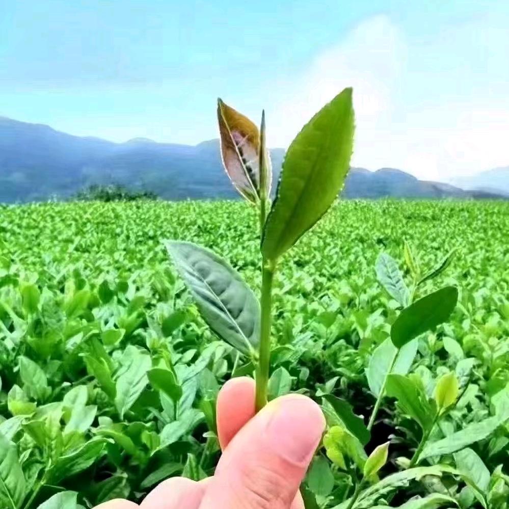 我是爸妈小宝贝