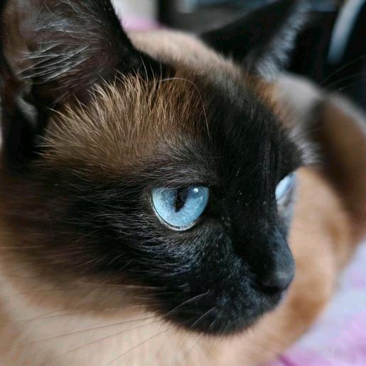 羊毛回到羊身上