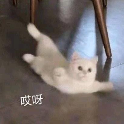 围巾小猫