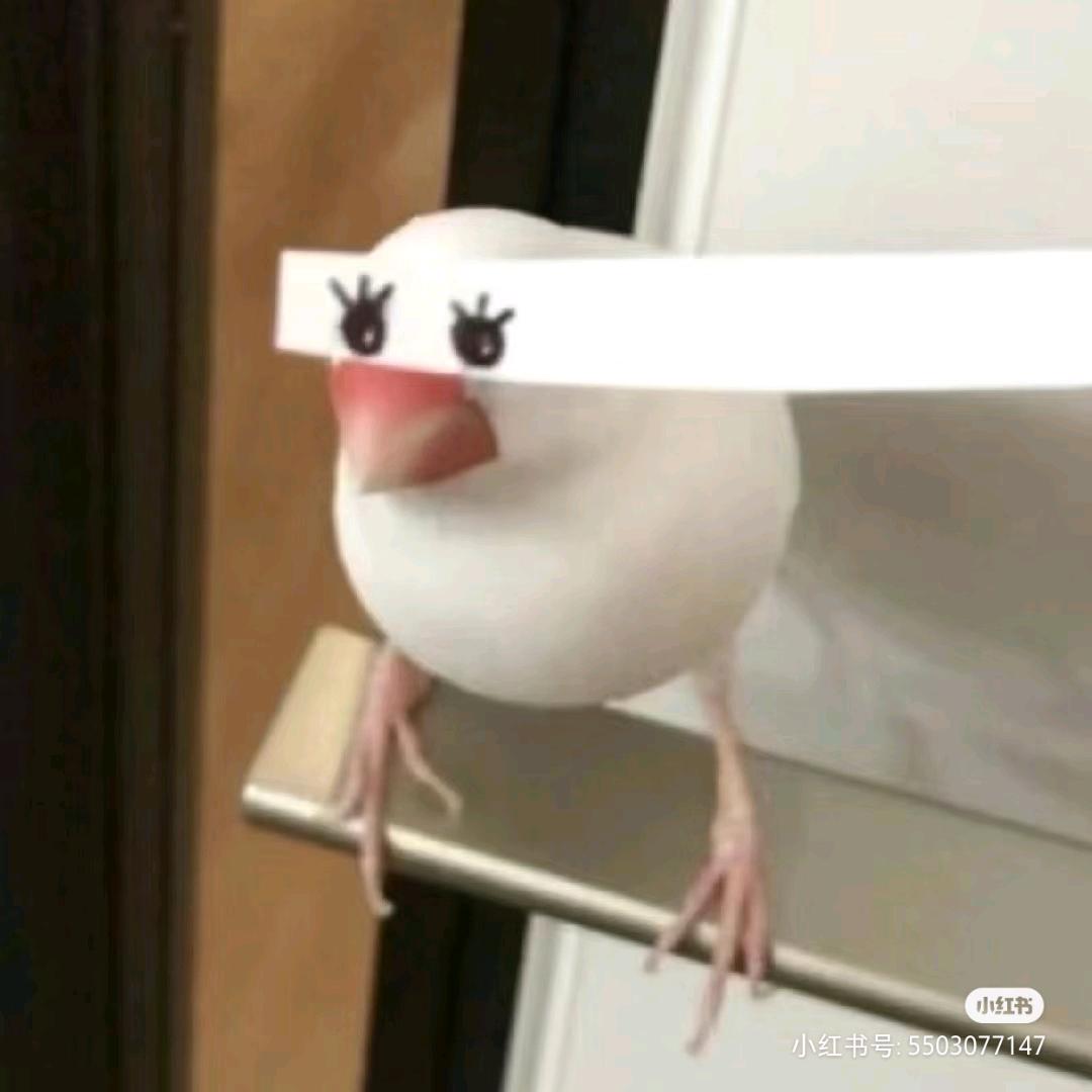 爱窝有仙猫🐈