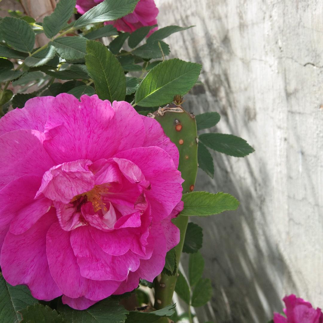 自在飞花轻似梦