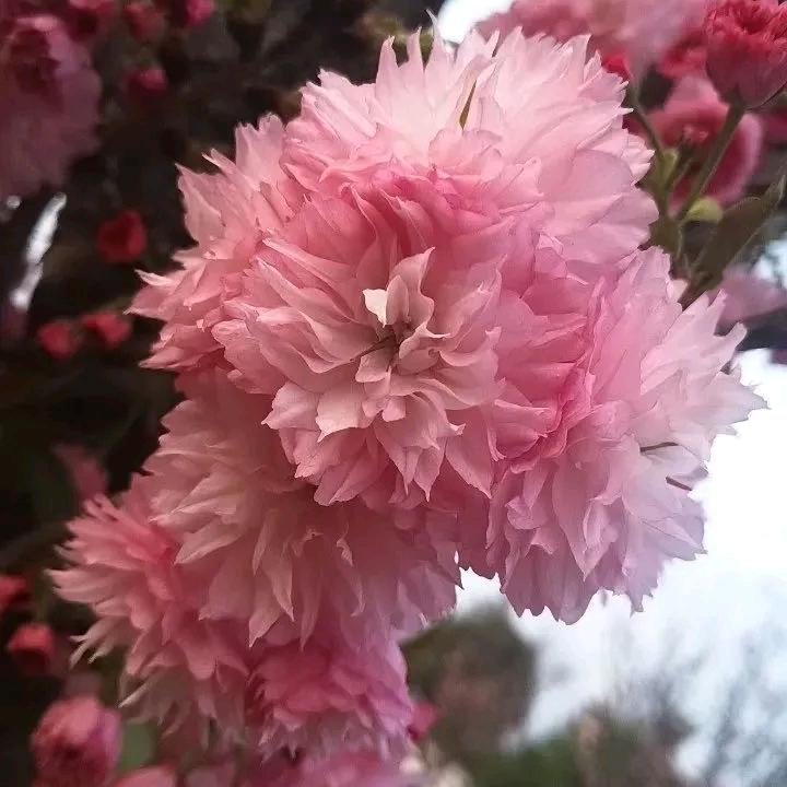 花种子