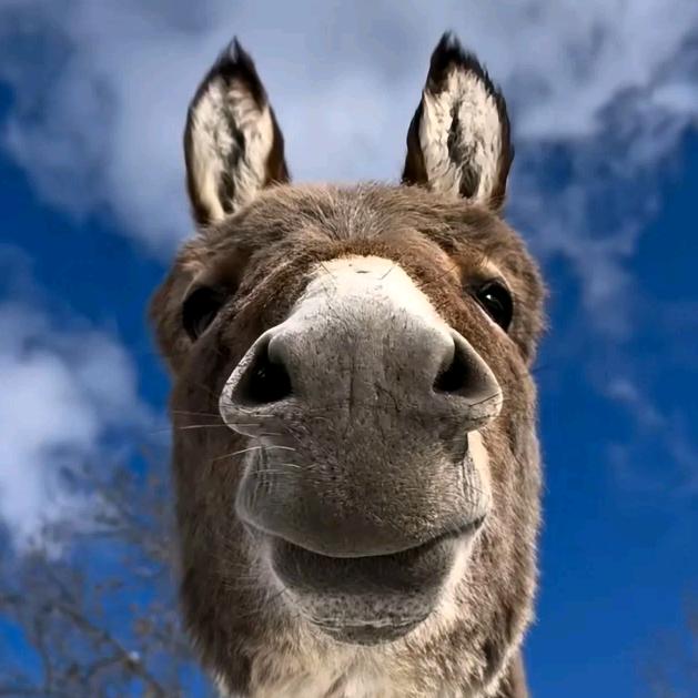 【武记】伊川县水寨东城驴肉馆