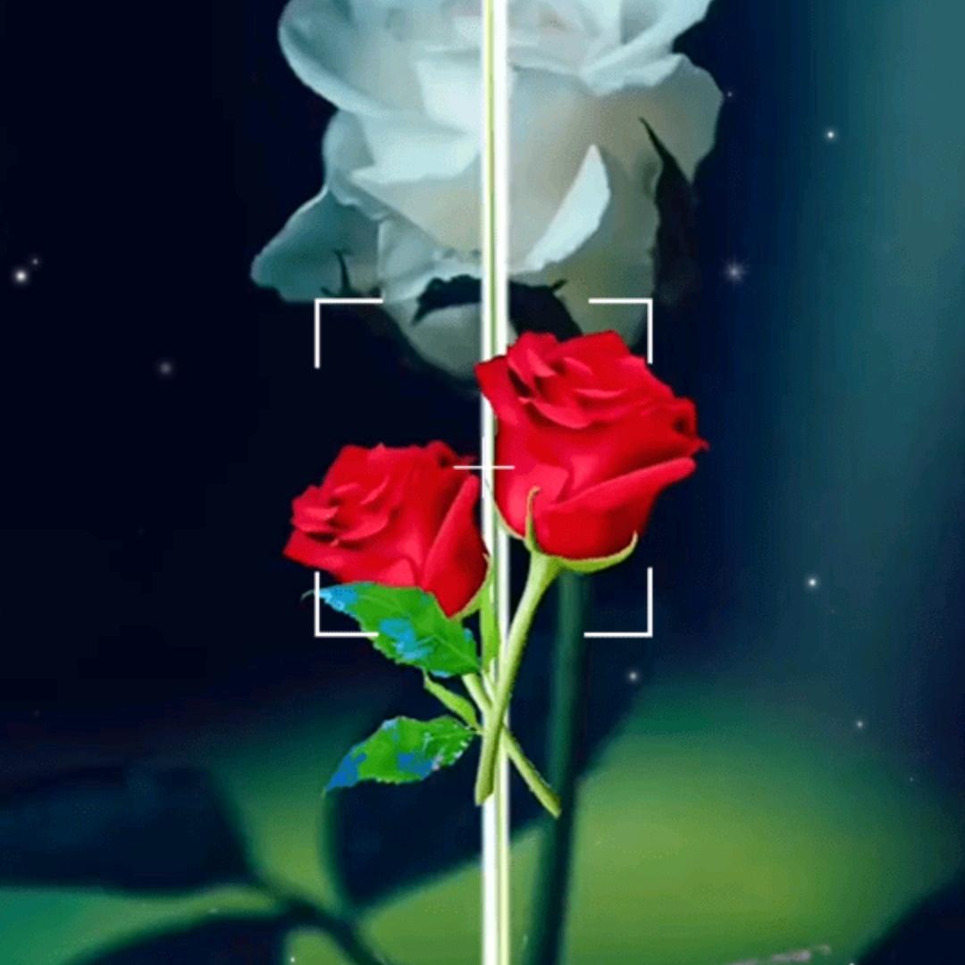 春秋花开
